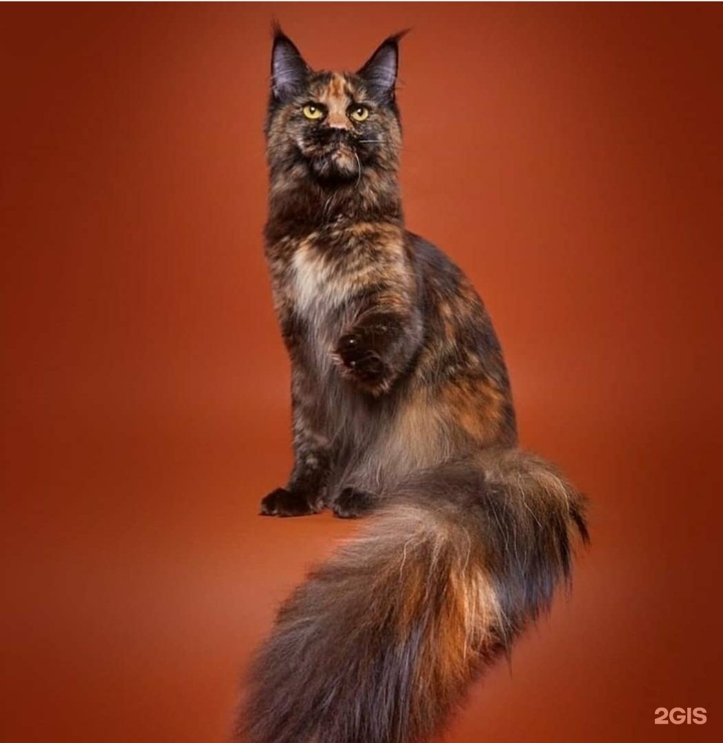 Дрим Тим, зооцентр, Аэропорт — груминг Новосибирск