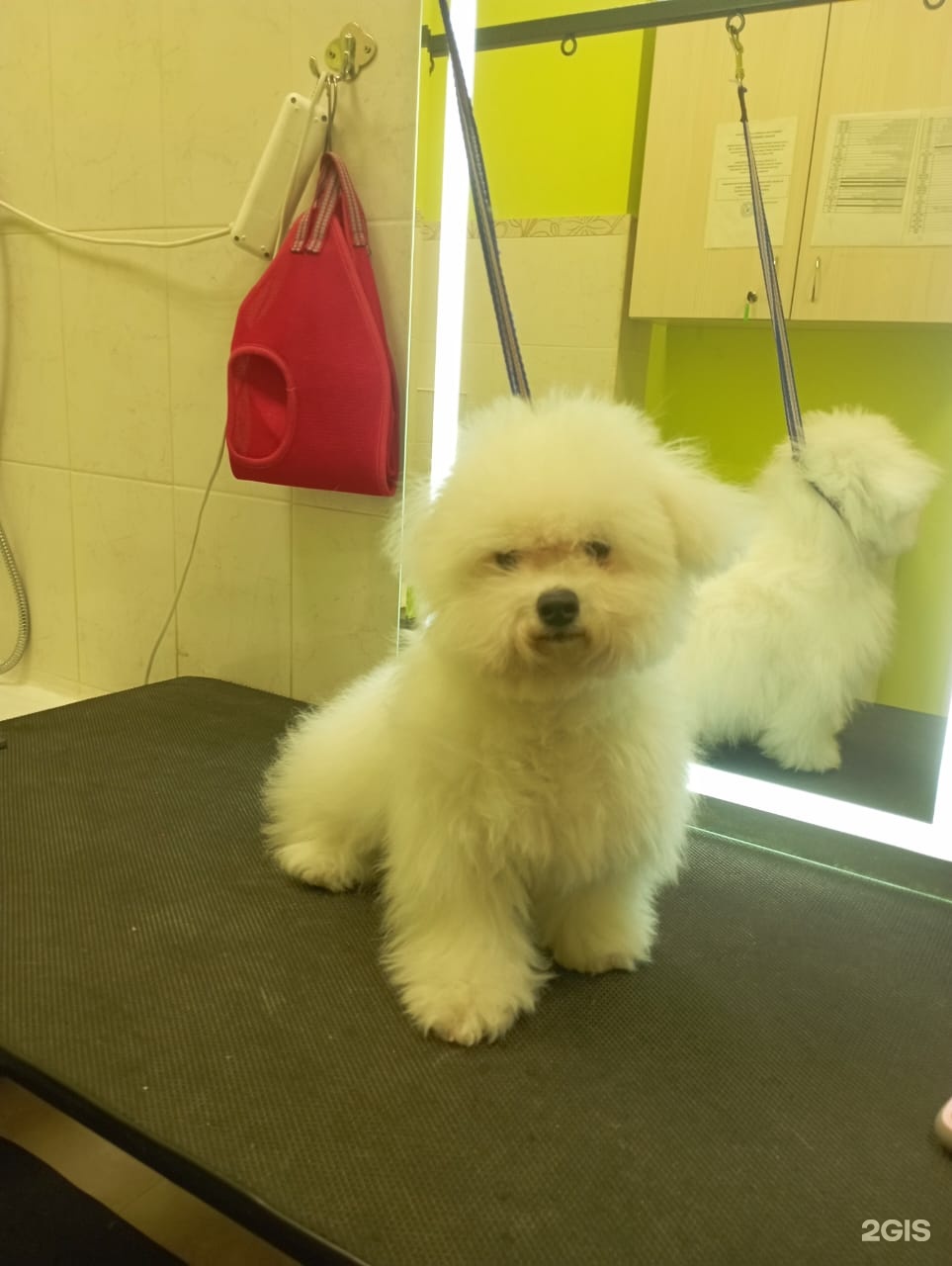 Империя Мухтара, ветеринарная клиника, зоогостиница и зоосалон, ЖК Радужный каскад, Стартовая улица, 1 — груминг Новосибирск