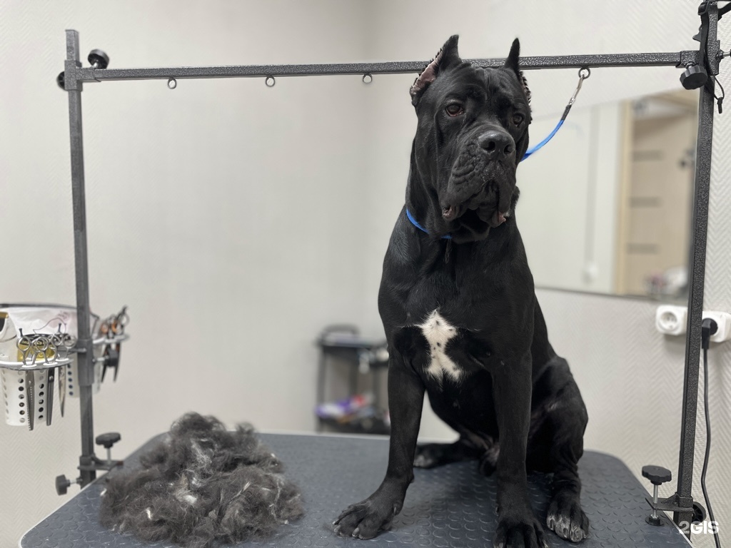 Лапа, груминг-салон — груминг Новосибирск