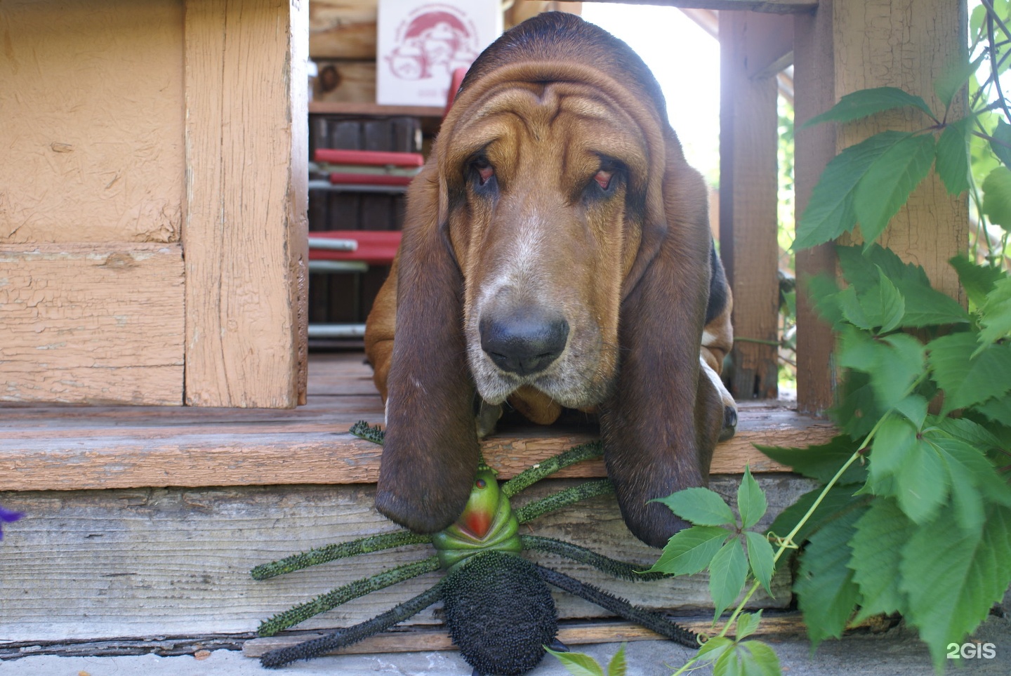 Максивет, ветеринарный центр — груминг Новосибирск