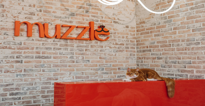 Muzzle груминг&amp;СПА, Vesper — груминг Новосибирск