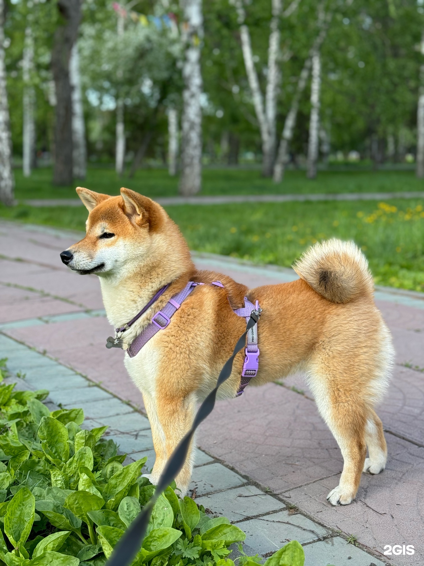 Пушистый SPA, Салон бережного ухода за питомцем — груминг Новосибирск