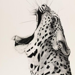 StarDog, груминг-салон и SPA для животных