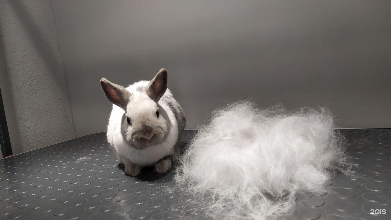 Той, груминг-студия — груминг Новосибирск