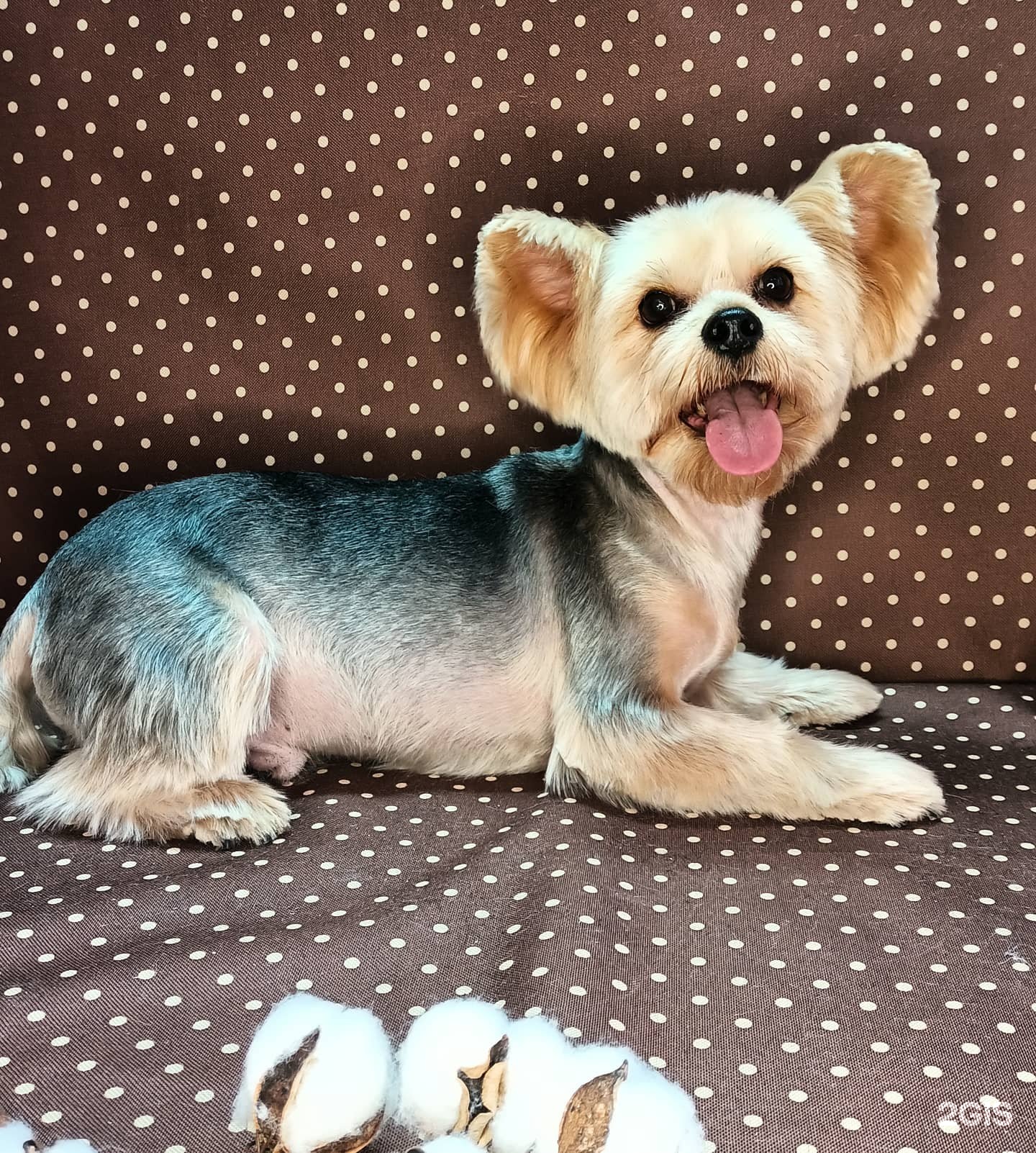 А-клиника, клиника для животных — груминг Омск