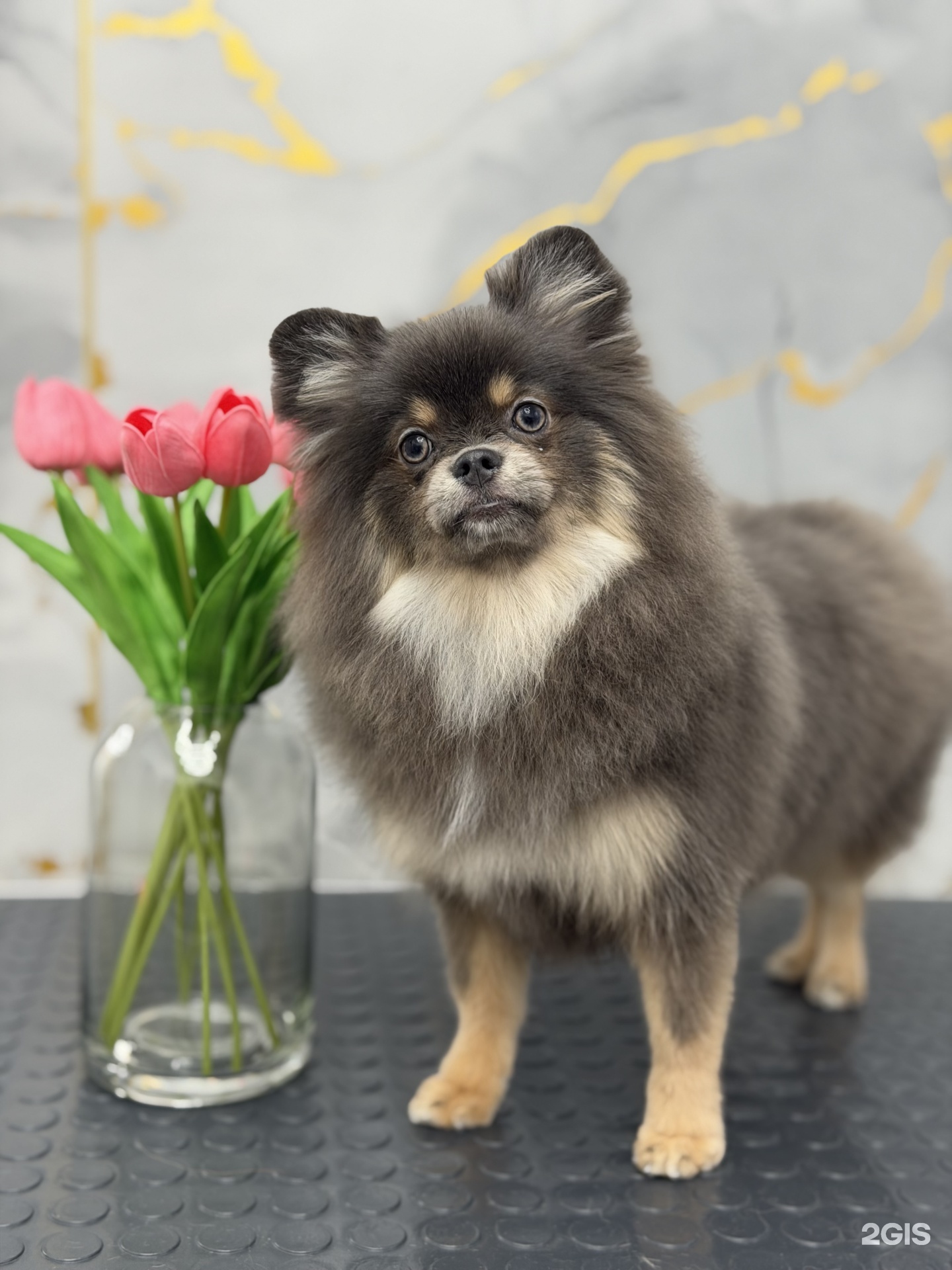 АриГрум, студия груминга — груминг Омск