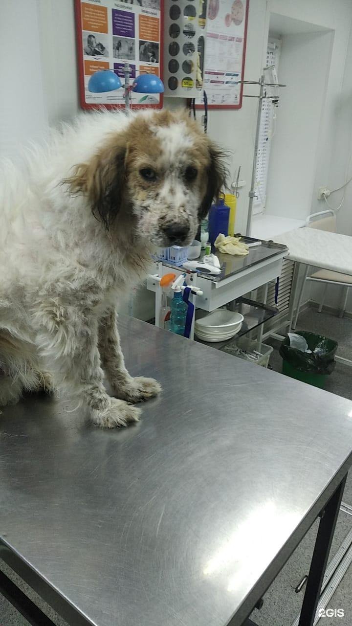 Айболит+, ветеринарный центр — груминг Омск
