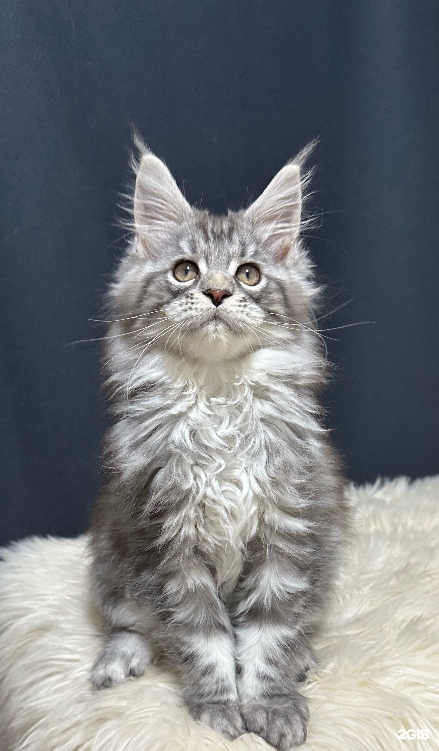 Чудо с хвостиком, ветеринарная клиника — груминг Омск