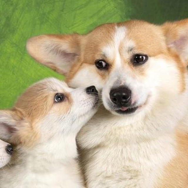 Горди холл, кинологический центр