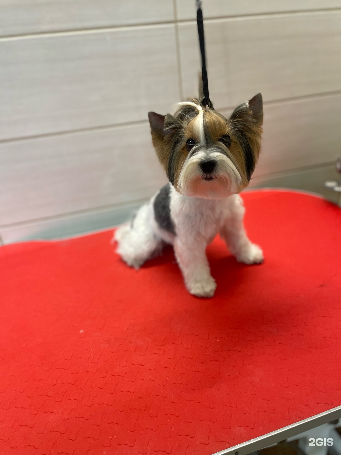 Из Сибирского Княжества, кинологический питомник