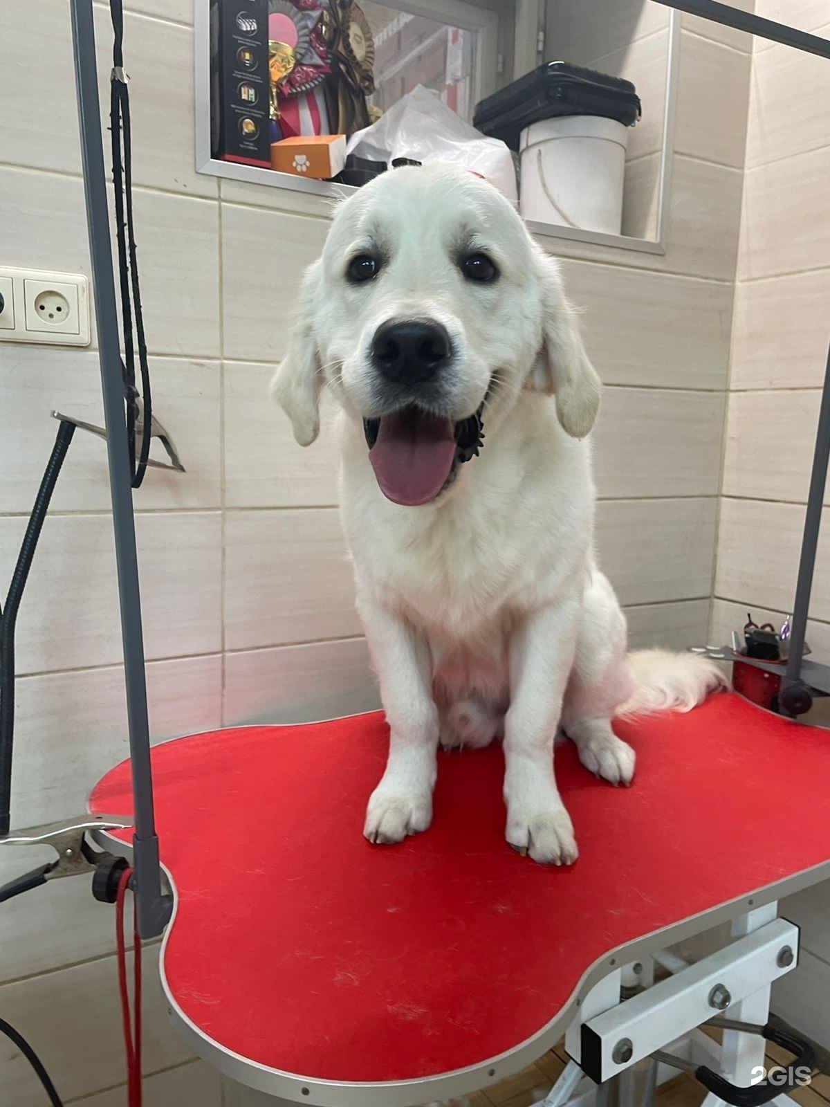 Из Сибирского Княжества, кинологический питомник — груминг Омск