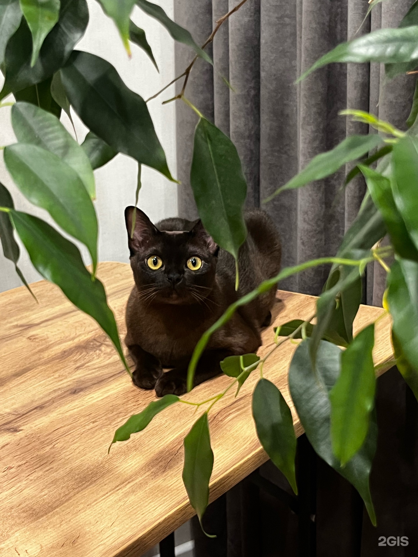 Симба, ветеринарный центр — груминг Омск