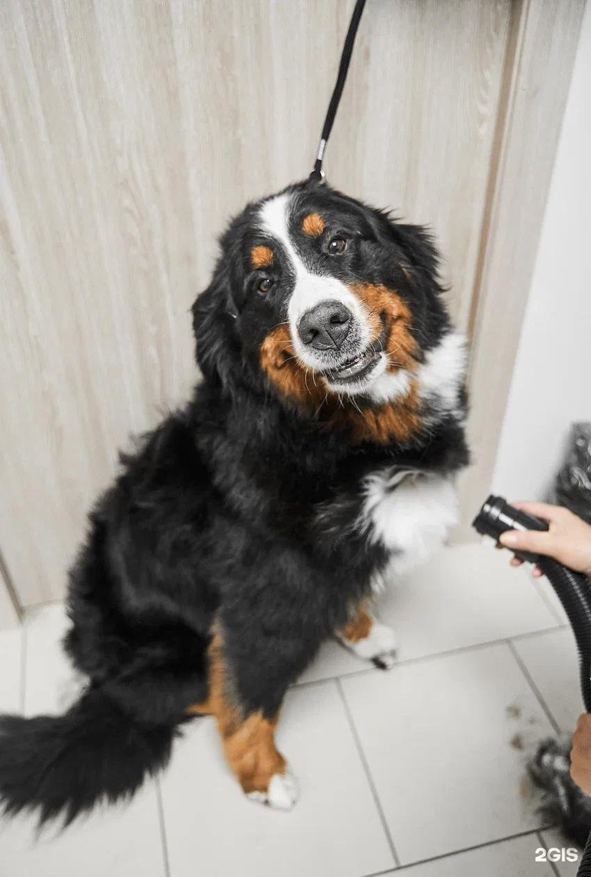 ВертиХвостик, ветеринарная клиника — груминг Омск