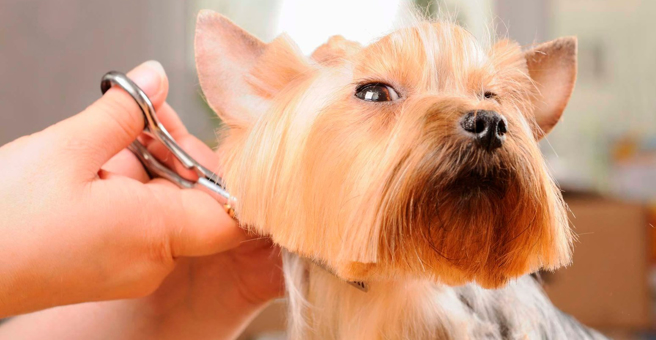 Polish, студия груминга, ТЦ Мандарин