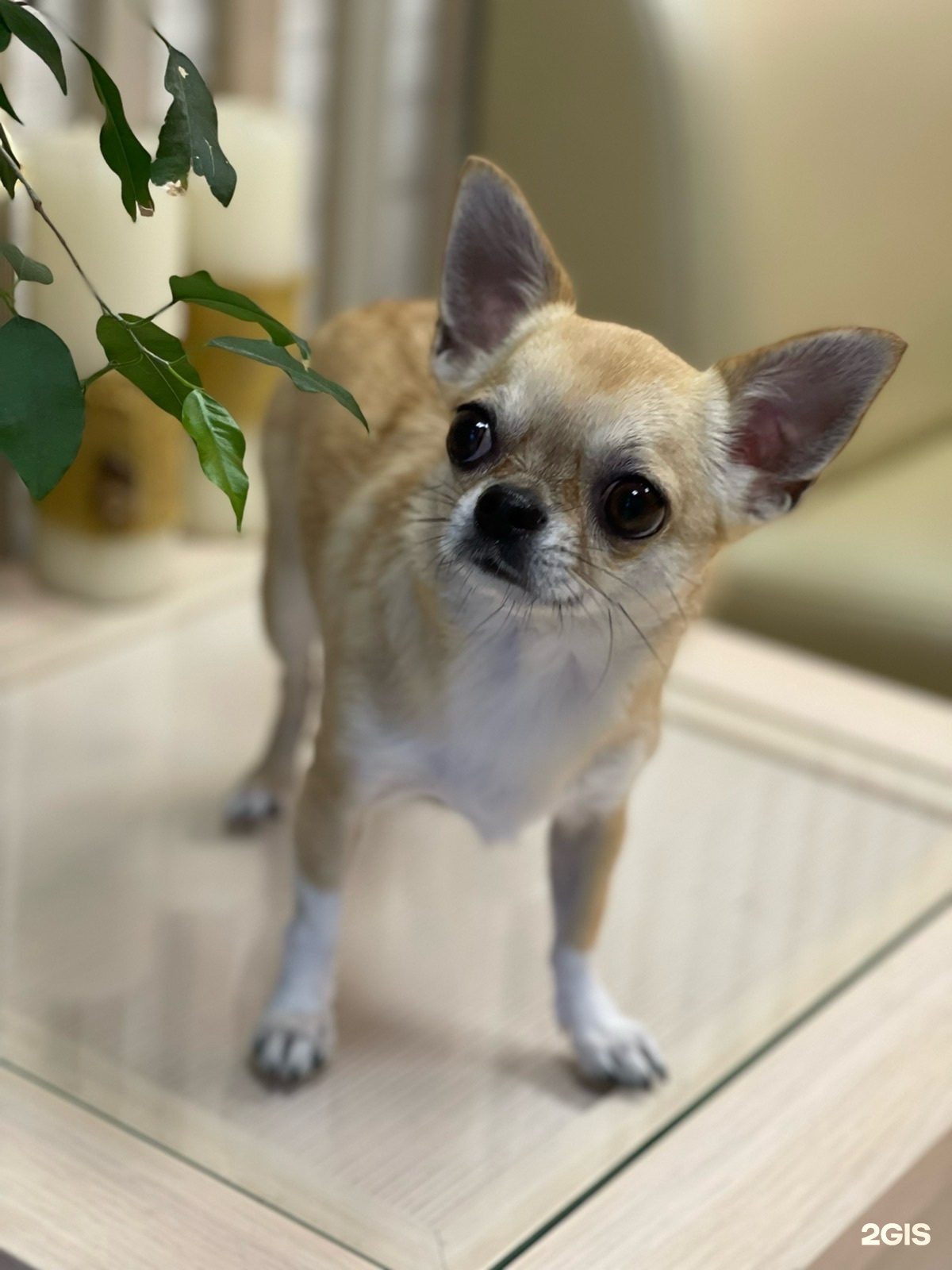 Laika, мастерская груминга