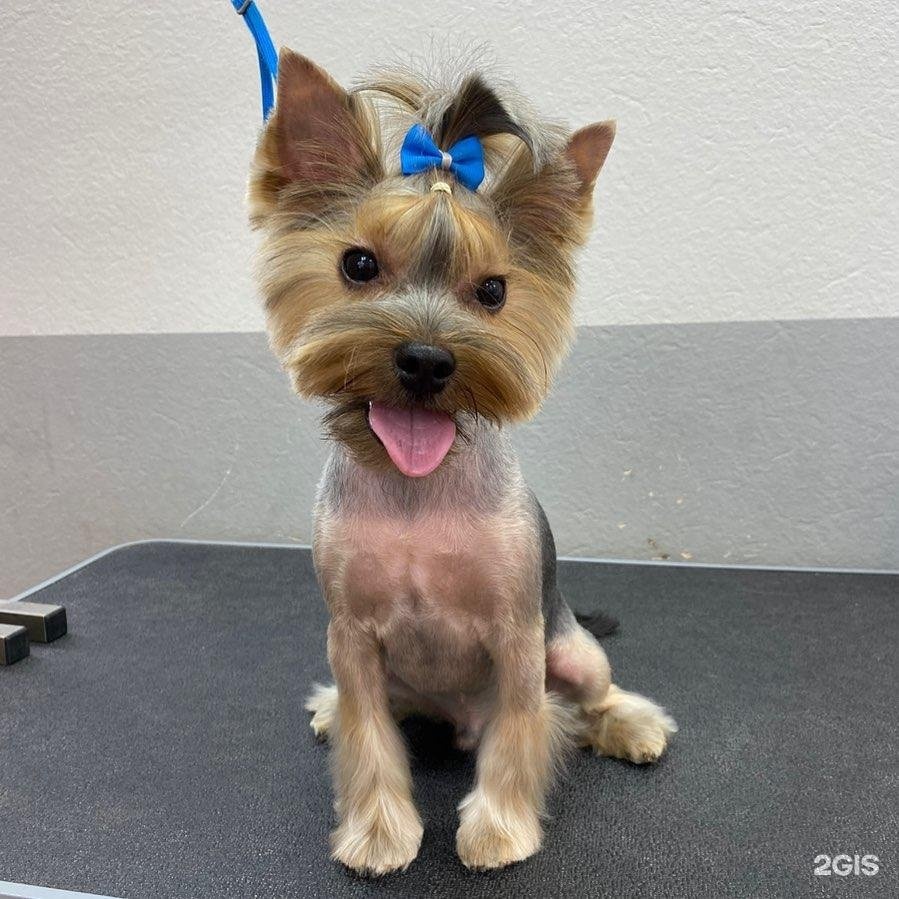 Любимый грумер, зоостудия