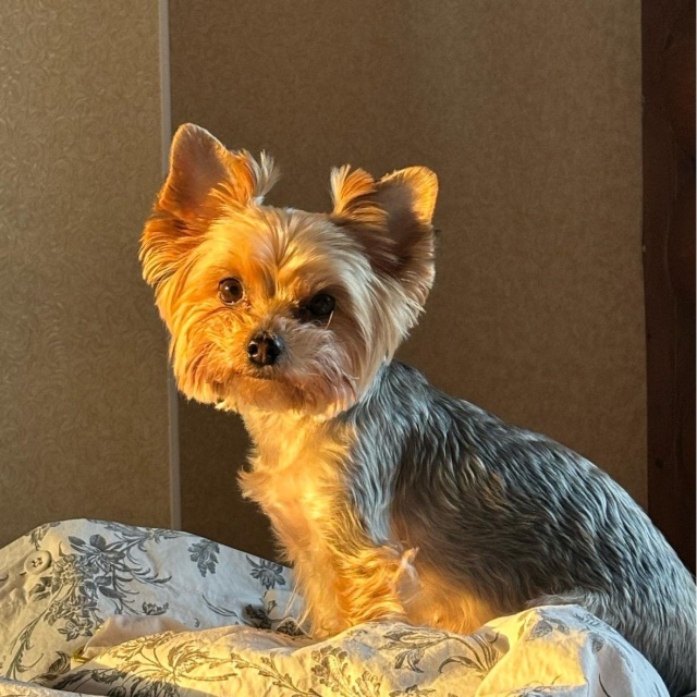 Стиляги, зоосалон, Аркадия Гайдара