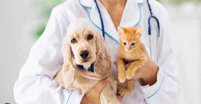 Зооветсервис, ветеринарный центр — груминг Пермь