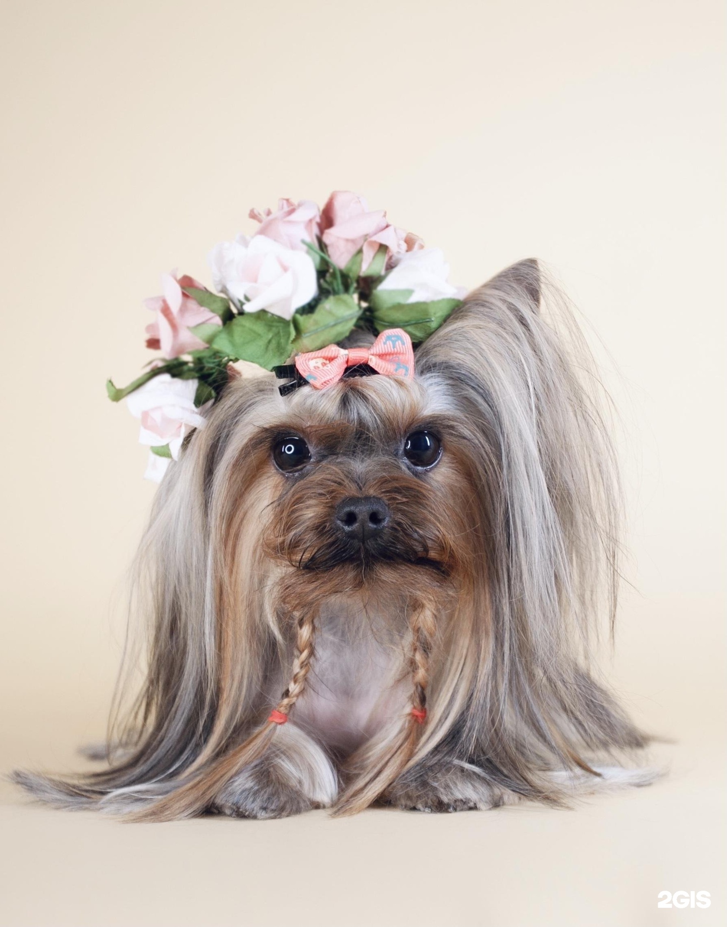 Фаворит Императрицы, зоосалон, улица Савушкина, 127 — груминг Санкт-Петербург