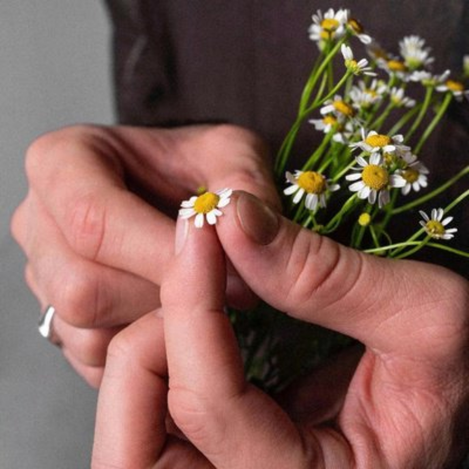 Фаворит Императрицы, зоосалон, улица Савушкина, 127