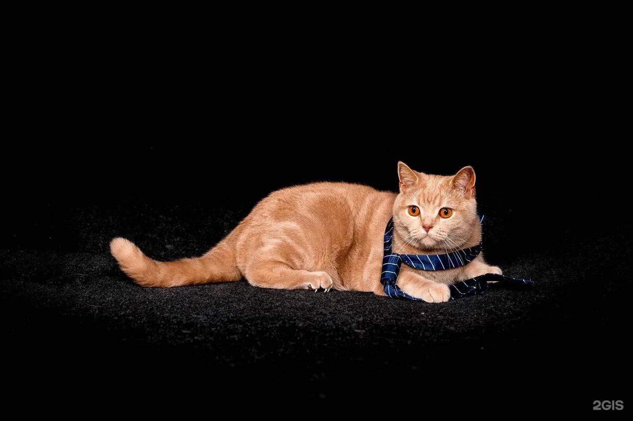 Хвостатая Цирюльня — груминг Санкт-Петербург