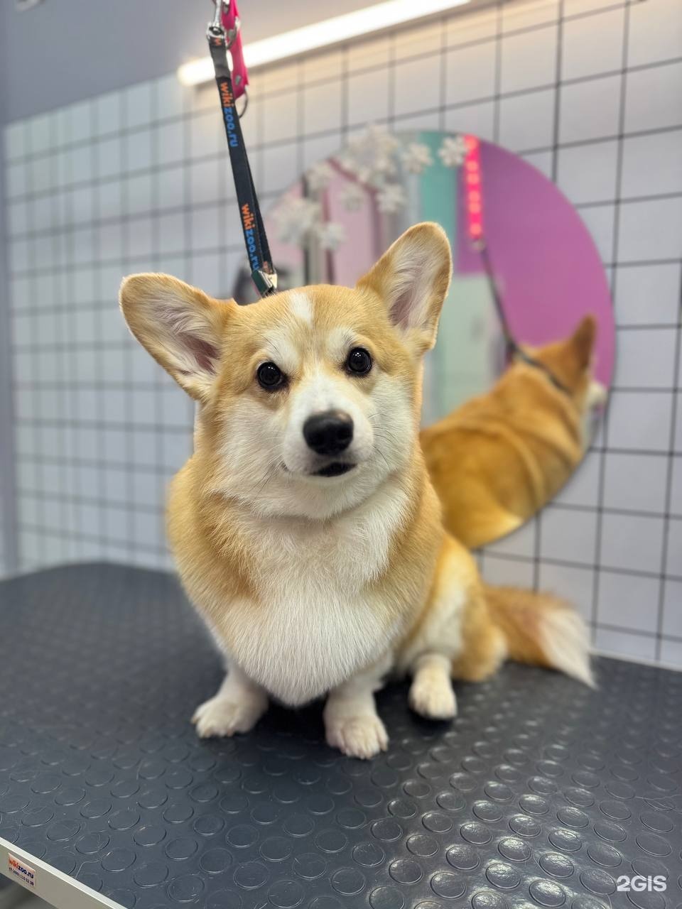 Лапа любви, груминг салон и зообутик — груминг Санкт-Петербург