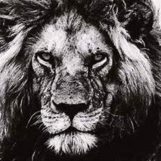 Лапа любви, груминг салон и зообутик