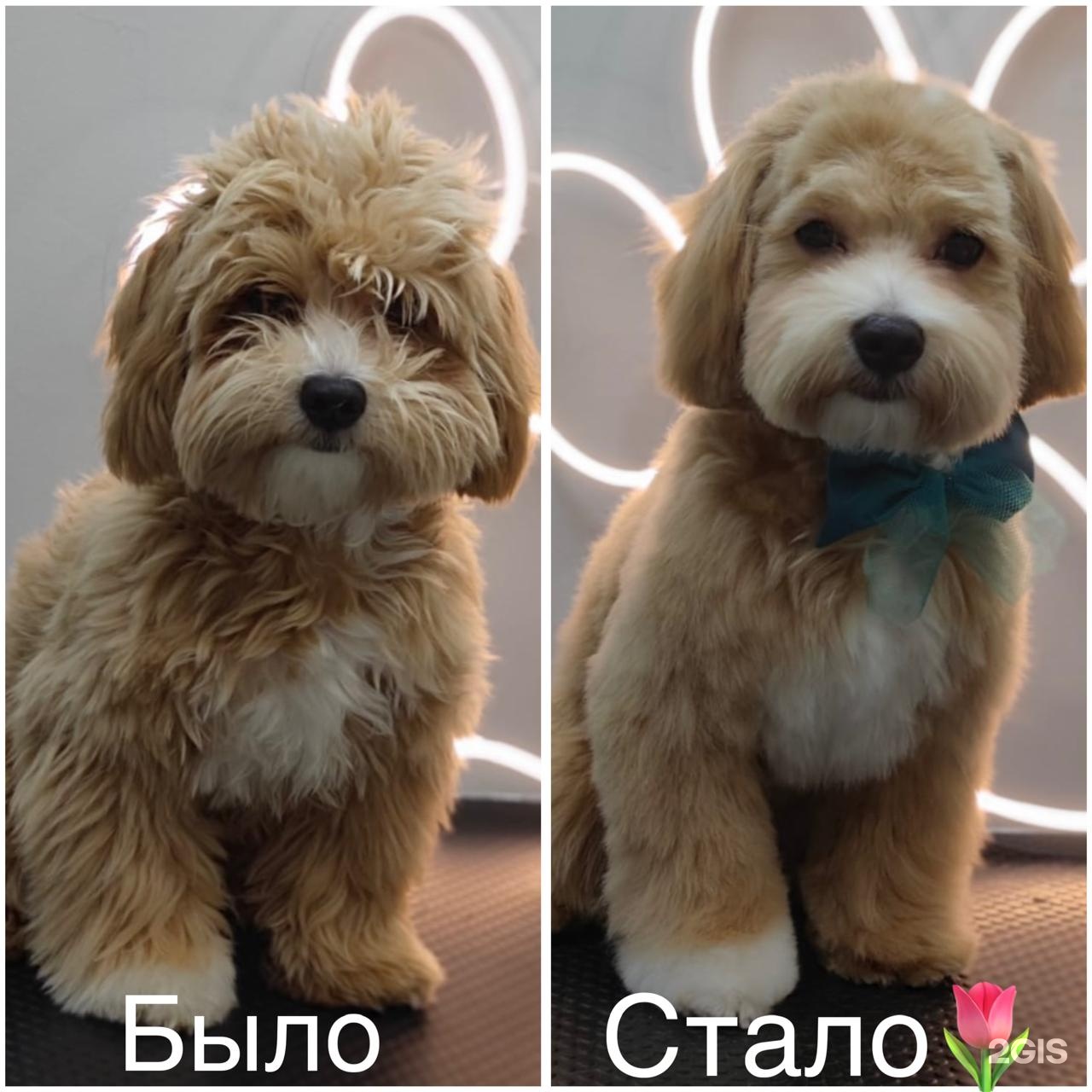 Лапочка, зоосалон — груминг Санкт-Петербург