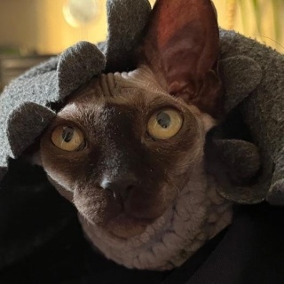 ЛенВет, ветеринарный центр