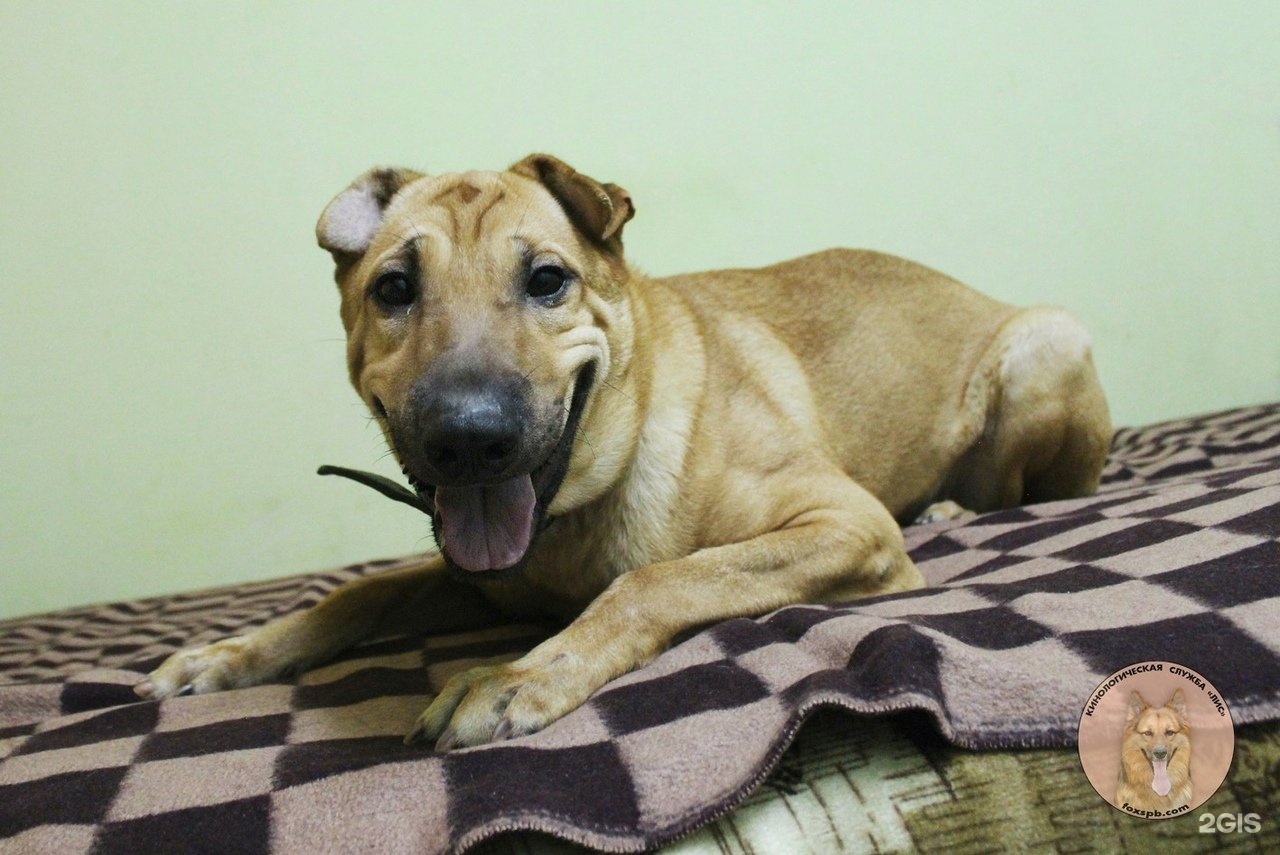 Лис, кинологическая служба — груминг Санкт-Петербург