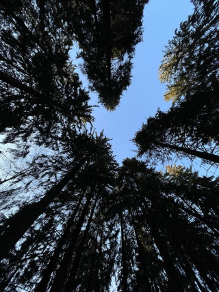 Любимый нос, груминг-салон