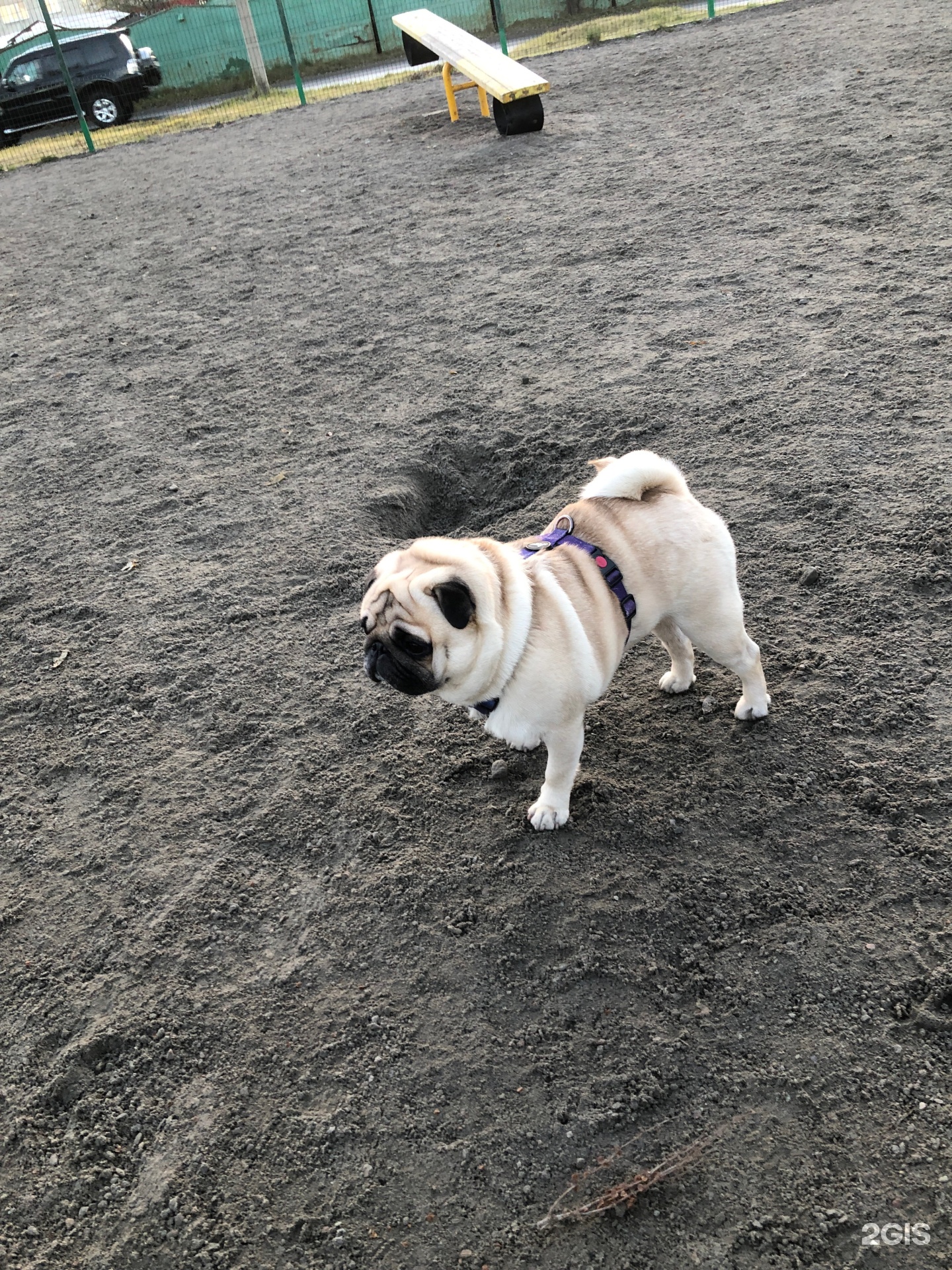 Любимый нос, груминг-салон — груминг Санкт-Петербург