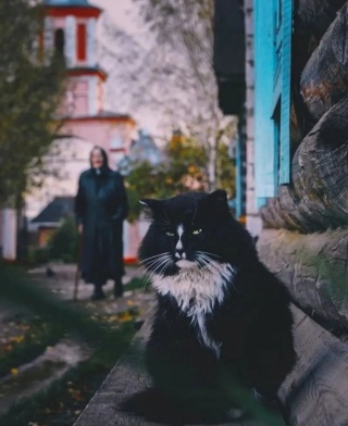 Пэтмаг, зоомагазин