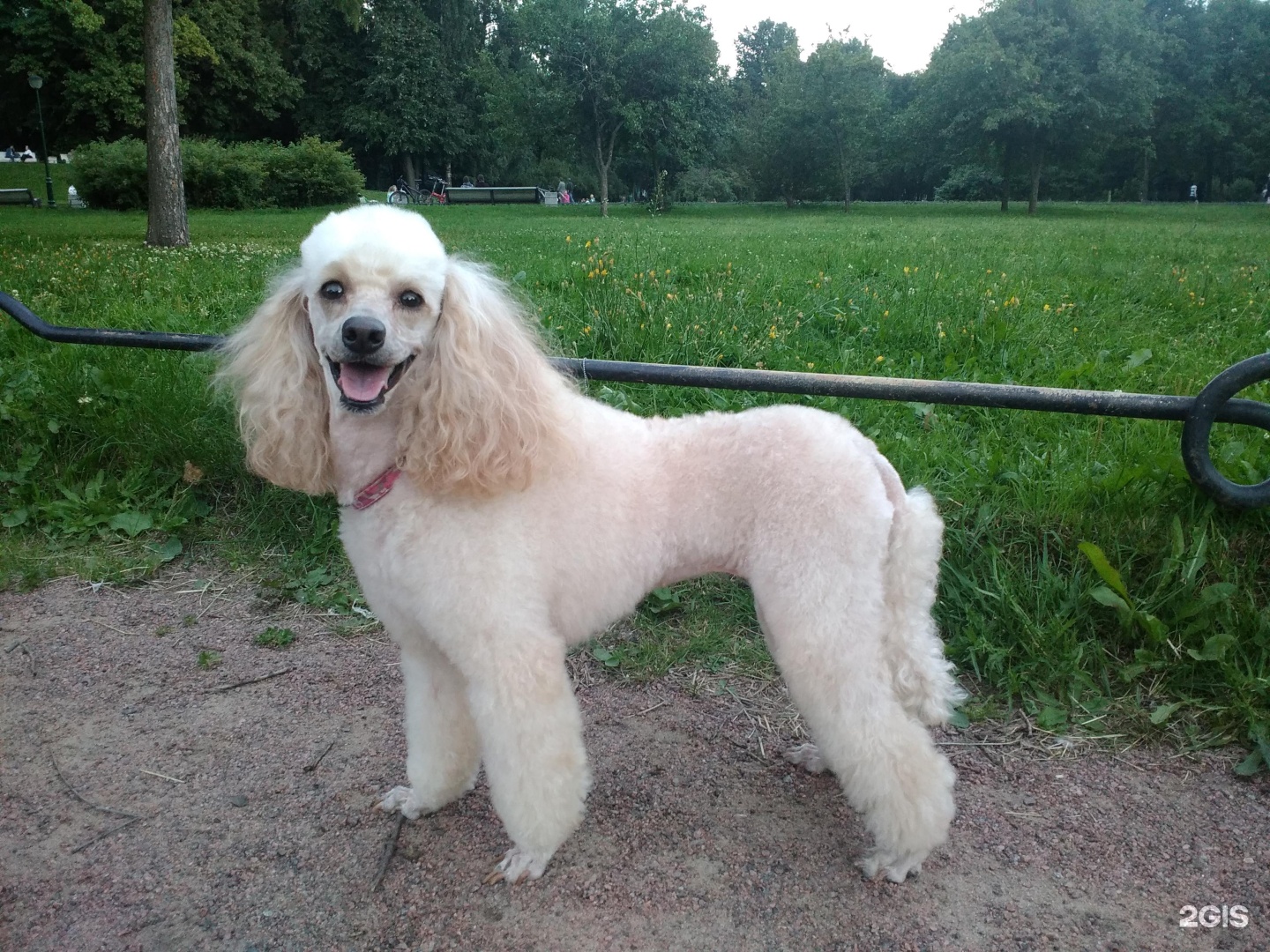 Пэтси, зоосалон — груминг Санкт-Петербург