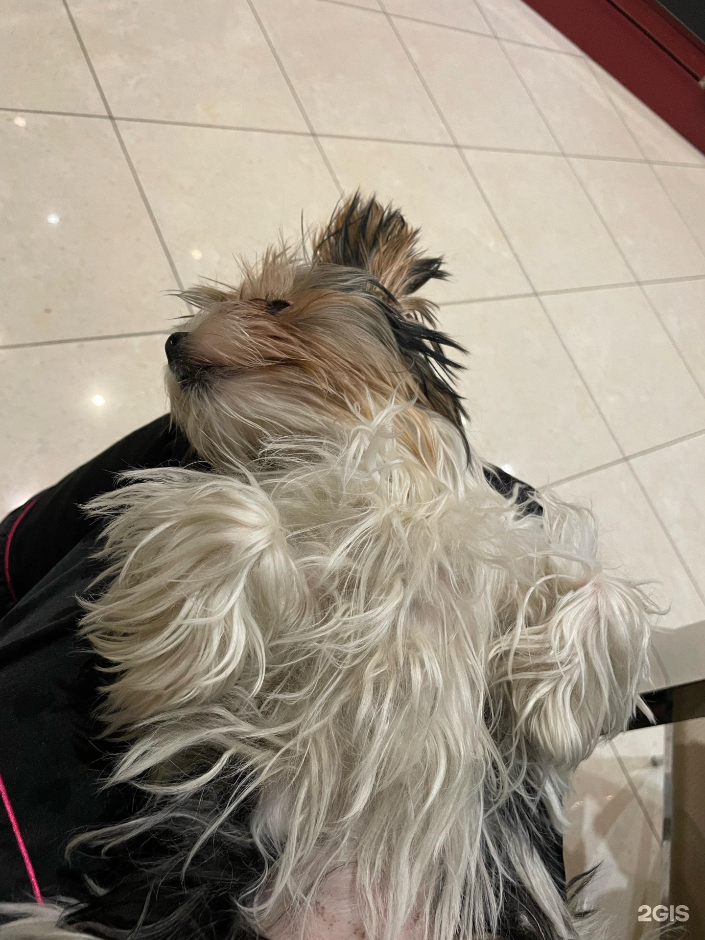 Питомец, ветеринарный центр — груминг Санкт-Петербург