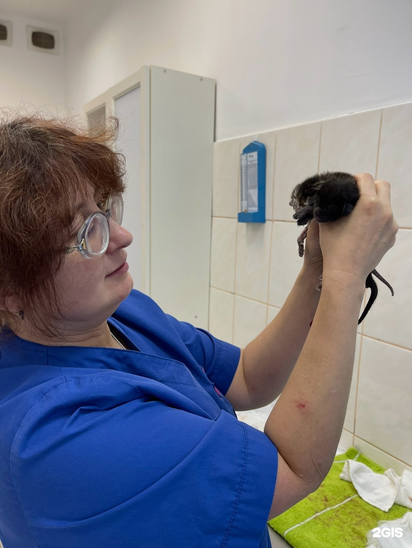 РЫЖИЙ ХВОСТ, ветеринарная клиника, аптека и зоомагазин — груминг Санкт-Петербург