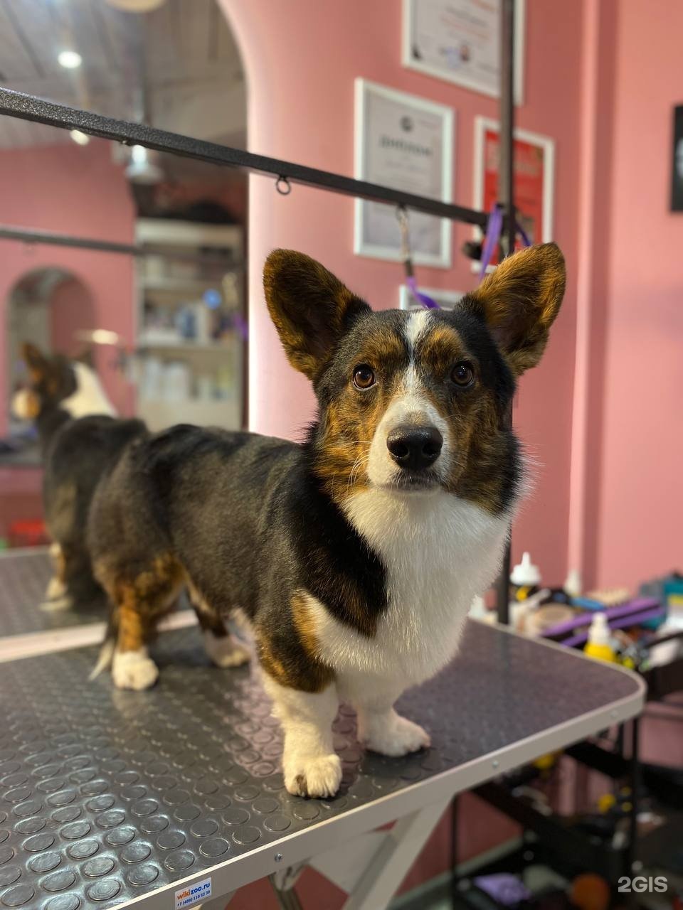 Сбоку бантик, студия груминга и дрессировки — груминг Санкт-Петербург