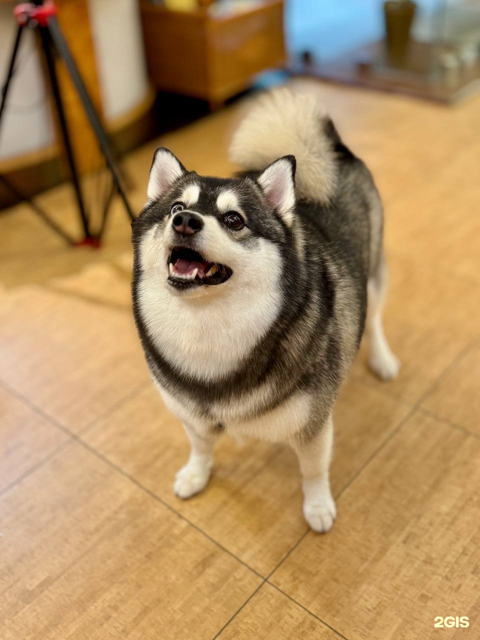 Тони Вальди, груминг-салон и бутик для животных — груминг Санкт-Петербург