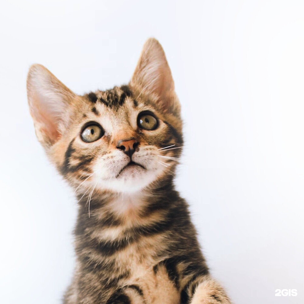 Траствет, ветеринарный центр — груминг Санкт-Петербург