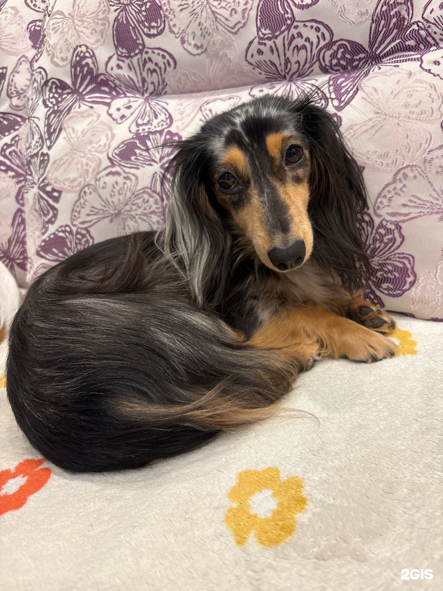 У Томаса, зооцентр — груминг Санкт-Петербург