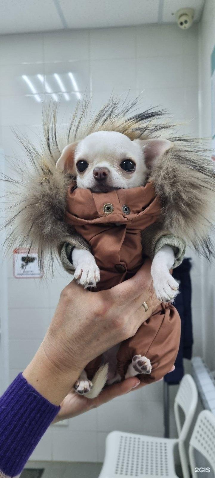 Барон, ветеринарная клиника — груминг Самара