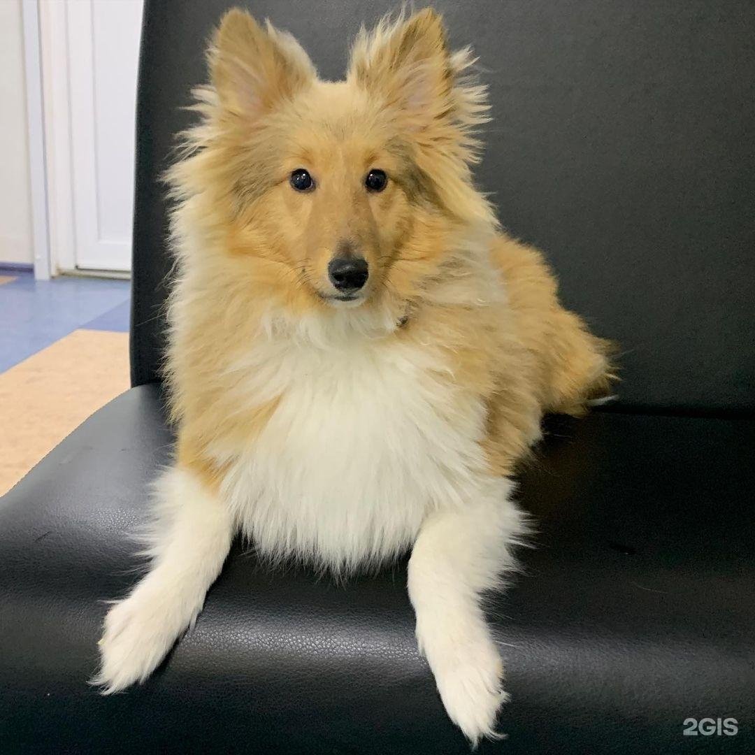 Барс, ветеринарная клиника — груминг Самара