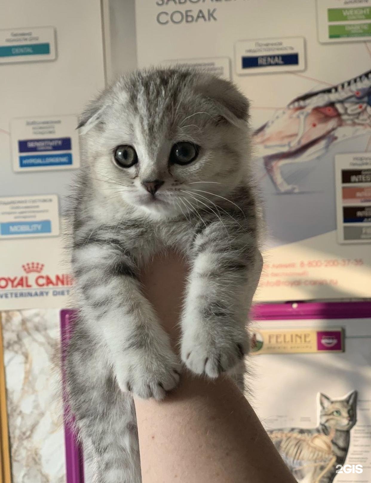 Котопёс, ветеринарный центр — груминг Самара