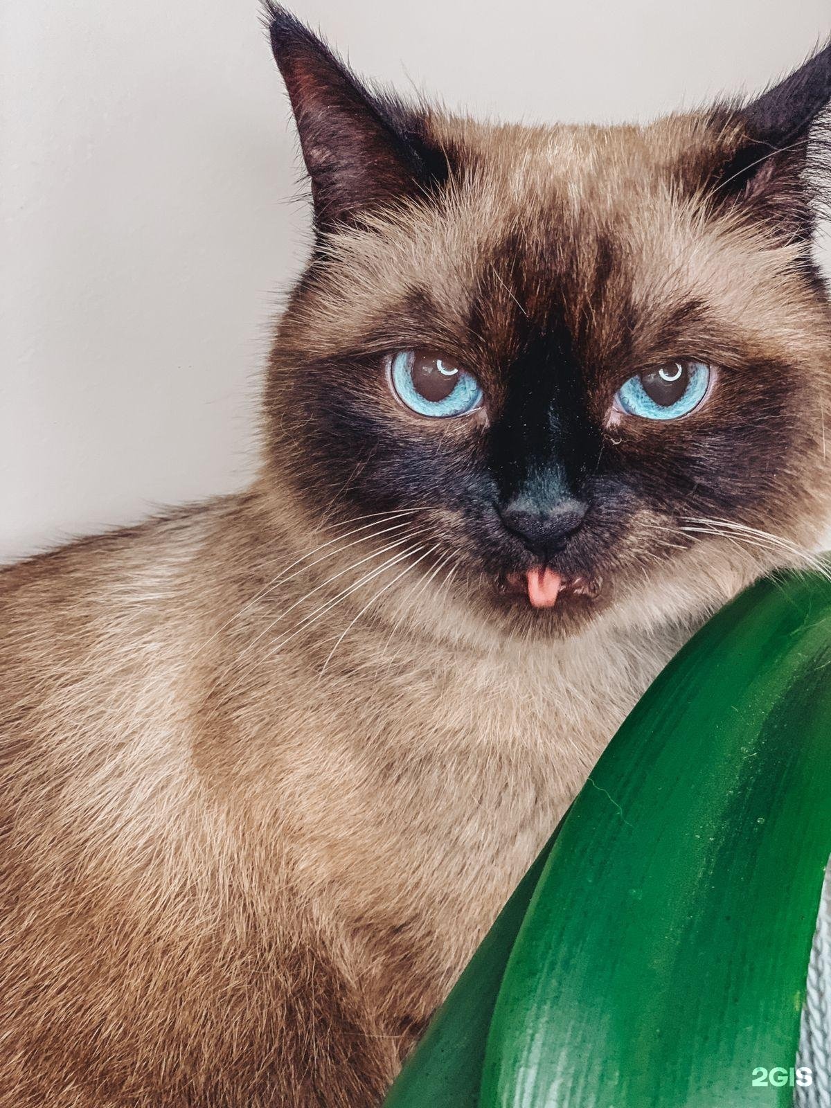 Mr.Zoo — груминг Самара