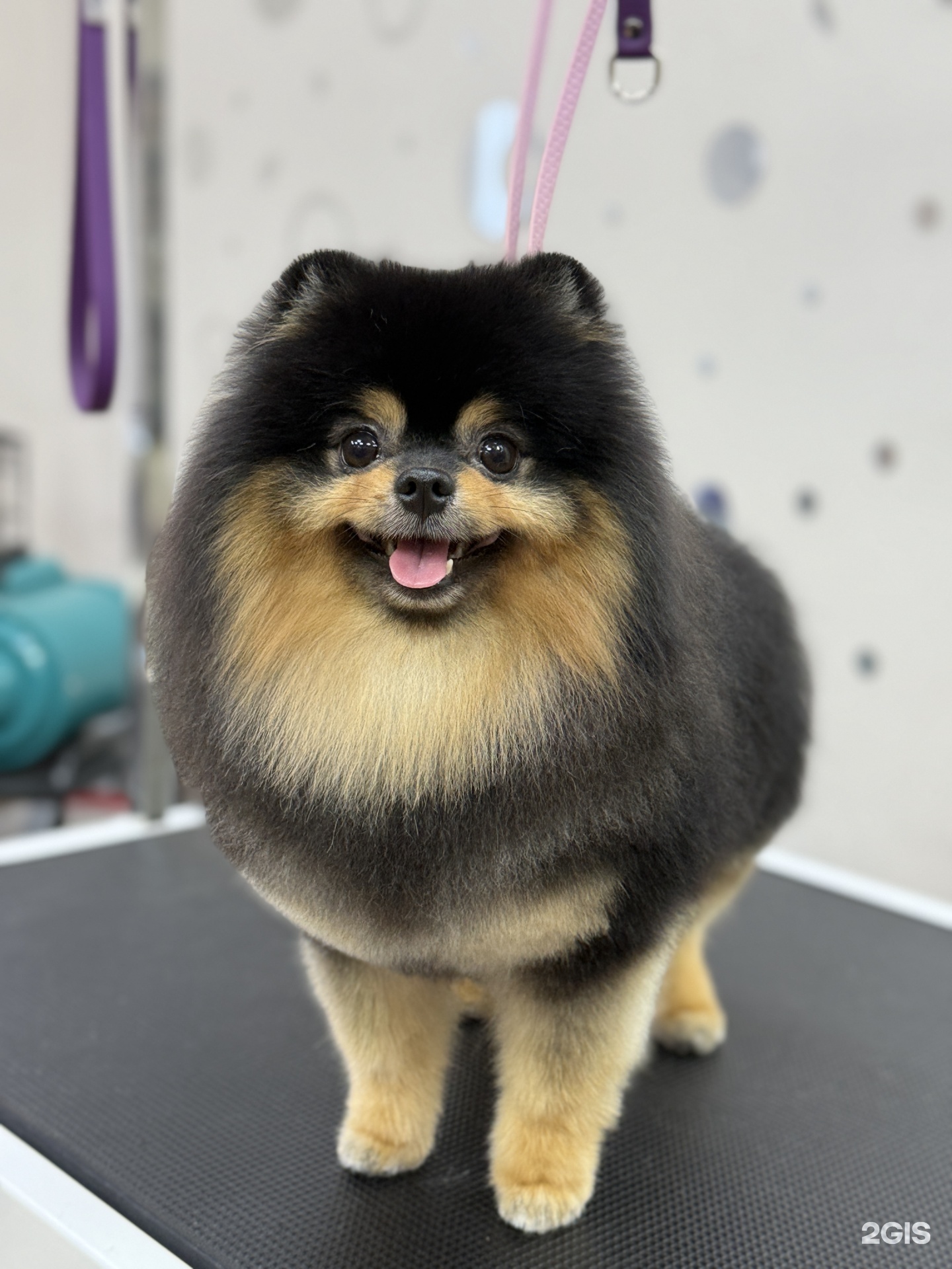 МурМурГрум, груминг-студия — груминг Самара