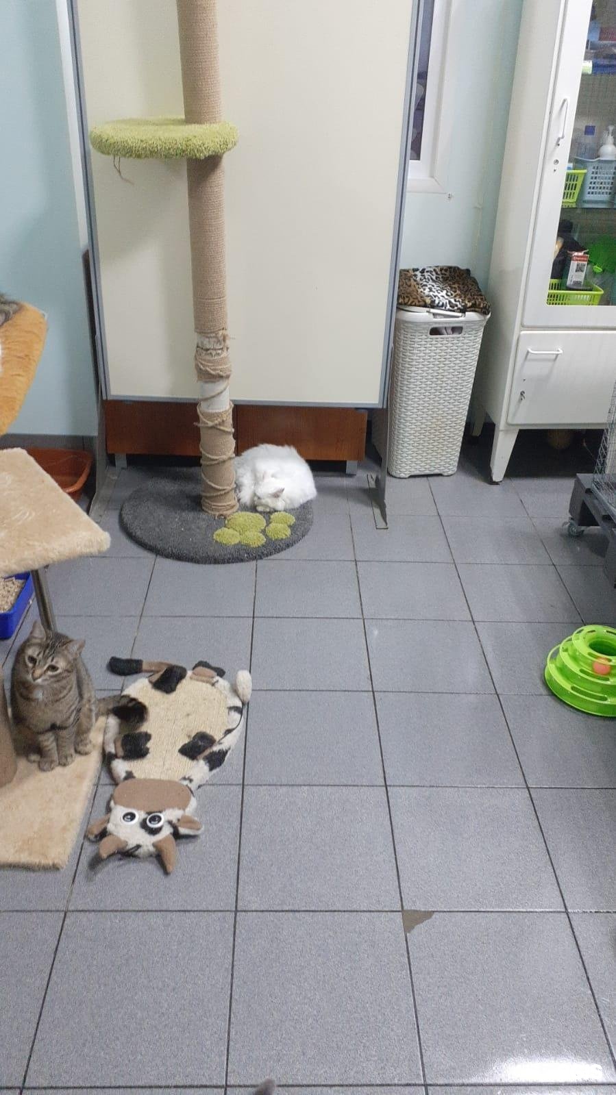 Зоо-губерния, стационар для животных — груминг Самара