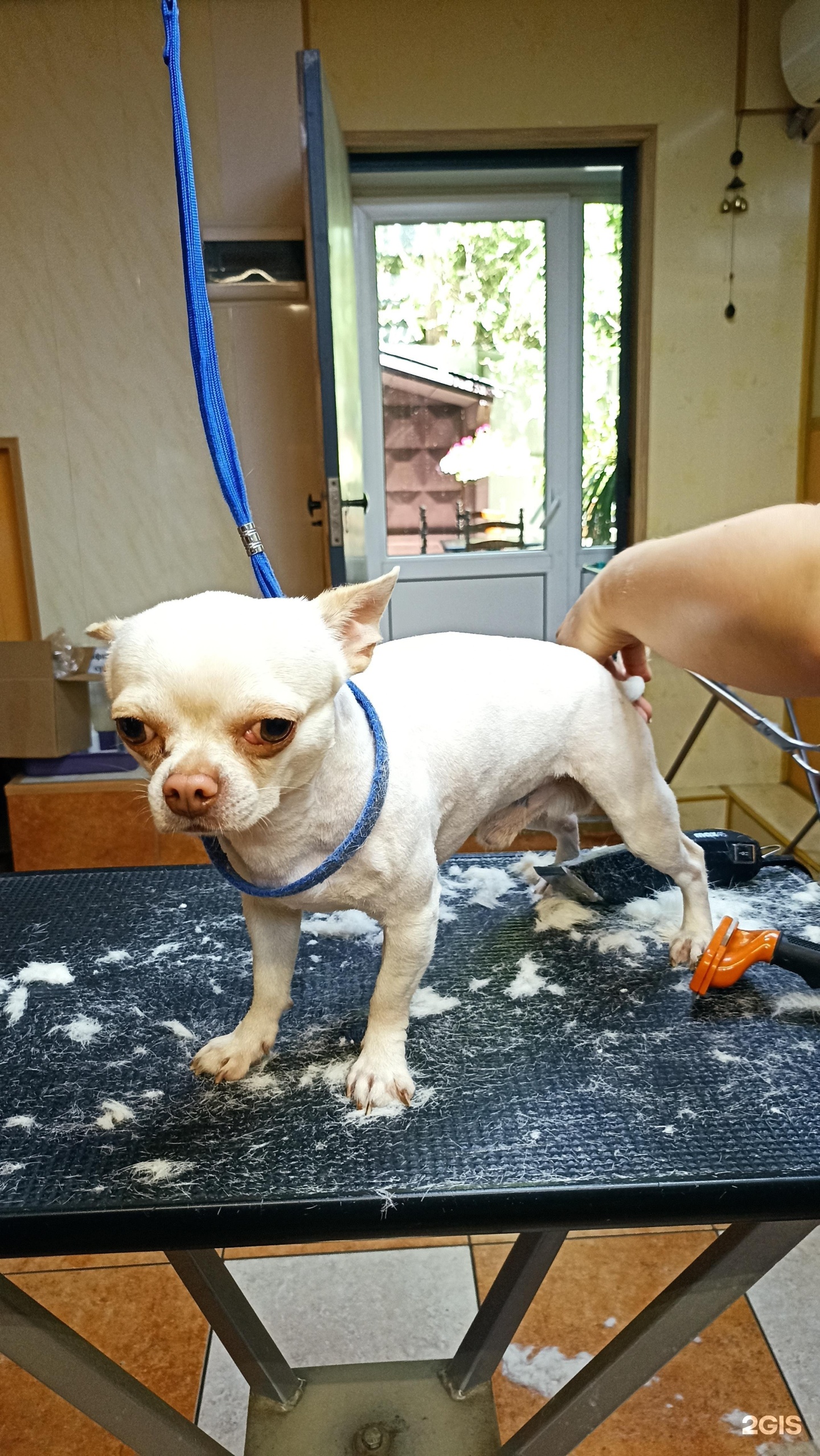 Зоося, центр услуг для животных — груминг Самара