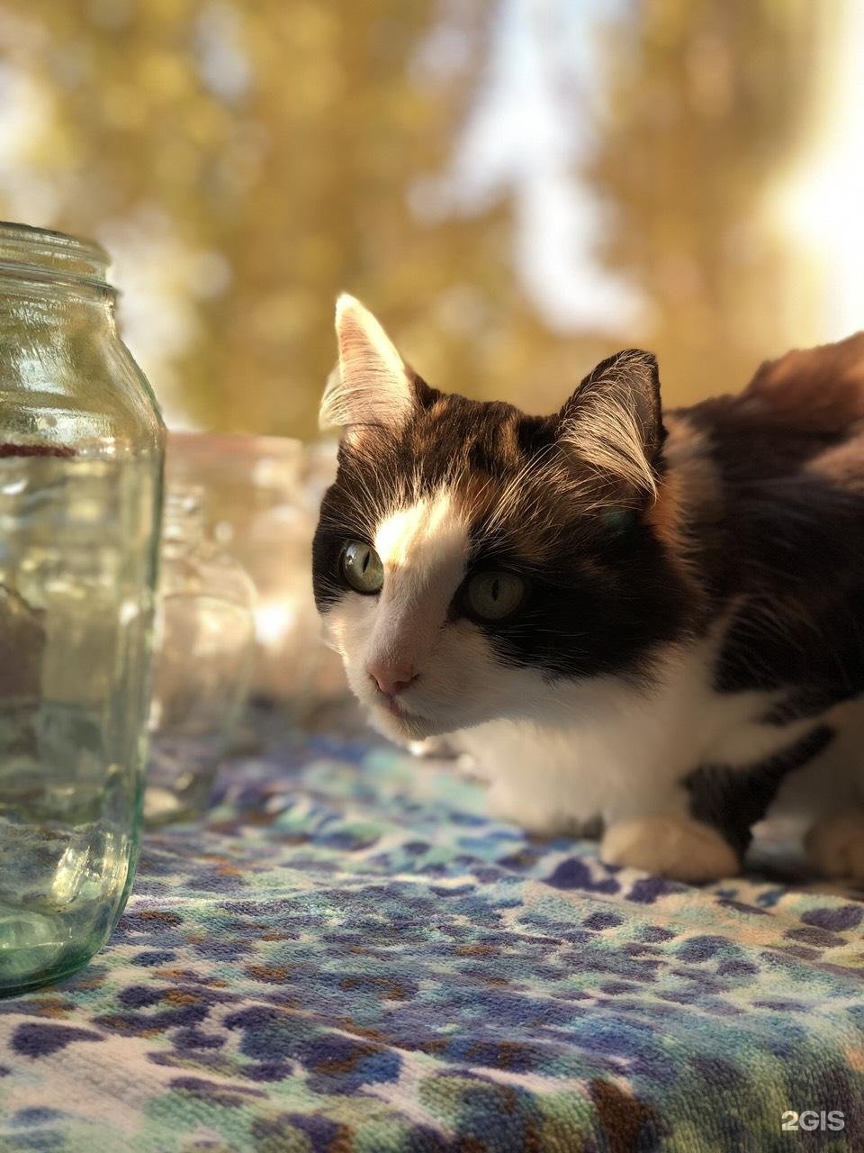 Белый филин, центр здоровья животных