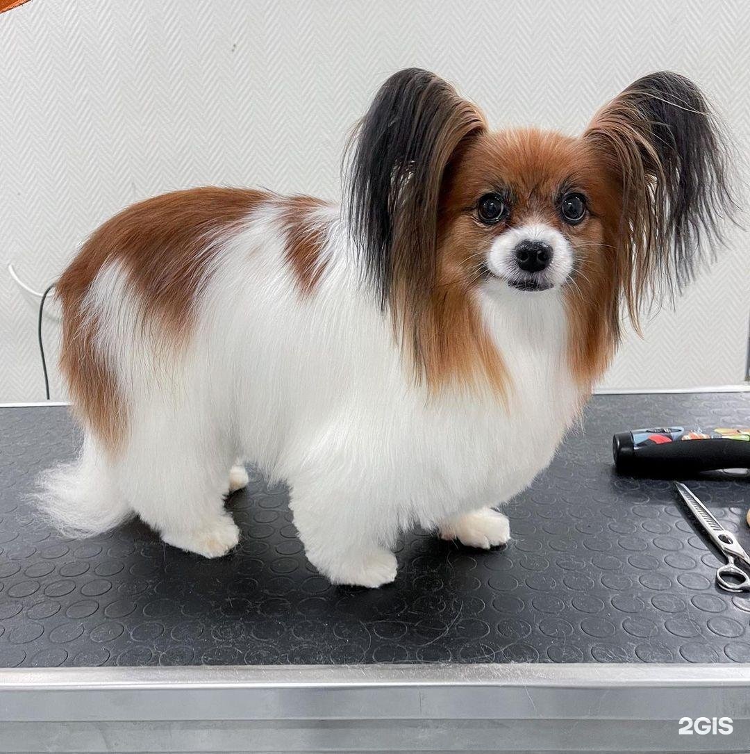 Дон Терьеро, салон для животных