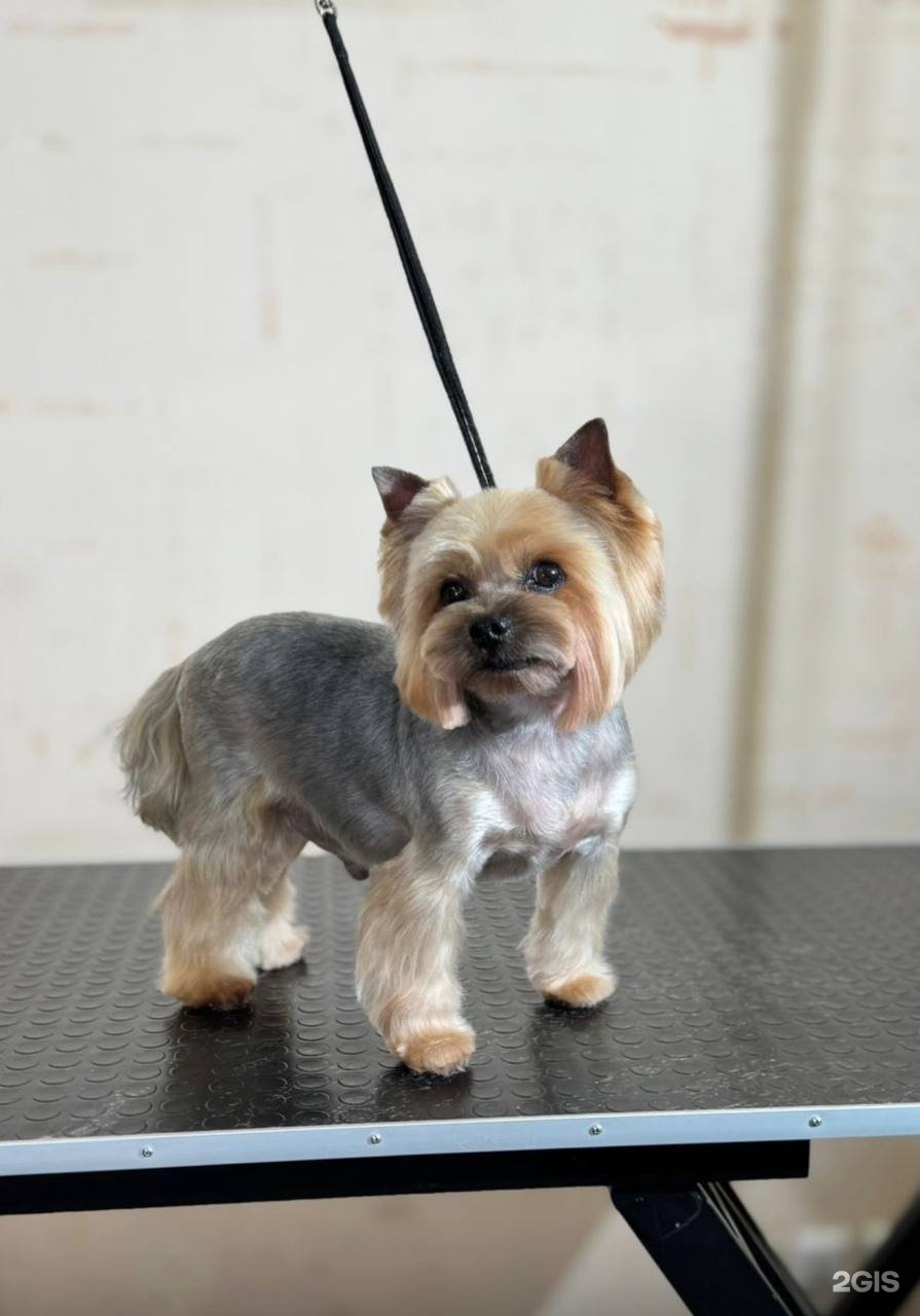 Облачко, салон груминга